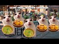 CAT MEMES Family Vacation Trip Compilation