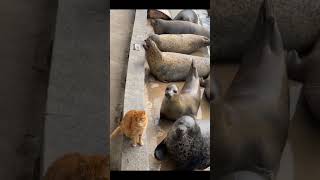 ものすごく理不尽に猫パンチを食らうアザラシ