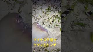 マイナス干潮　クマノミピンチ