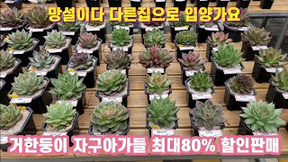 현아다육님 뚱땡이 아가들 최대 80% 할인판매 거한둥이 자구번식 아가들 #묵둥이 #거한둥이 #자연군생 #다육이 #창