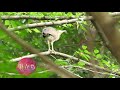 シリーズ身近な野鳥 初めて出会った野鳥４k