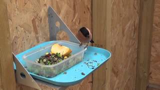 British Bullfinches enjoying their veg.