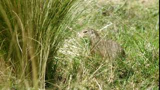 草を集めるヨーロッパハタリス　European ground squirrel　2016 0427