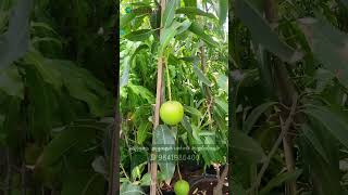 ஆந்திர மாநிலத்தை சார்ந்த புணாச மாம்பழ செடிகள்|Experience the Bounty of Andhra Pradesh - Punasa Mango