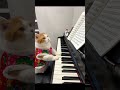 The cat plays the piano very well#pets #cats#shorts