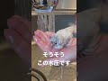 お風呂ちゃいますシャワーです 文鳥