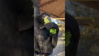 Crunchy lettuce for the siamangs #siamang #animals #primate #cuteanimals #ape