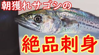 【簡単な料理】朝獲れサゴシの絶品刺身