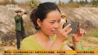 《谁知盘中餐》 20200804 儋州地瓜 “娇”出来的好颜值|CCTV农业