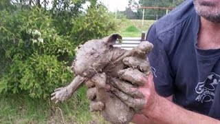 Люди нашли это животное грязным, но при его мытье случился сюрприз.