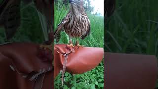 shikra Hawk eat meat feed, shikra good day #birds #birdfeed #hawk