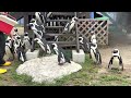 2023 06 09 ケープペンギンのフィーディングタイム【10 00の回】@名古屋港水族館