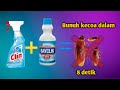 Cara bunuh kecoa dengan cepat || 8 detik kecoa Mati || cara ampuh basmi kecoa #kecoajerman