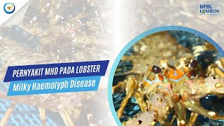 Seputar Fakta dan Penanganan MHD pada Budidaya Lobster