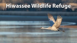 Hiwassee Wildlife Refuge • Eagles, Sandhill Cranes, \u0026 Deer