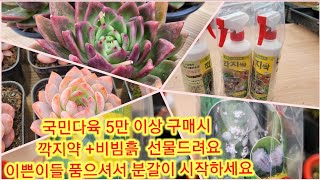 2월13일 색감 이쁜 국민다육 5만이상 구매시 까지약 +비빔흙 써비스 드려요