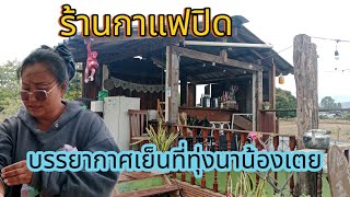 บรรยากาศที่ทุ่งนาคำมอสและน้องเตยร้านกาแฟปิด#ยายนุ้ยหัวล้าน #สาวน้อยเพชรบ้านแพง @ยายนุ้ยหัวล้าน