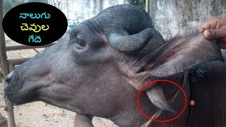 నాలుగు చెవుల గేదె || FOUR EARS BUFFALO(Very Rare)