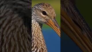 Limpkin