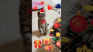 🐱 Барсик впервые увидел елку 🎄 котята на веничке