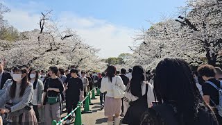 上野公園の桜　2024年4月7日(日)　大混雑、快晴でにぎわう  Ueno Park