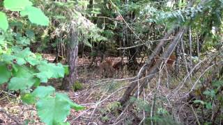 Doe With 4 Fawns