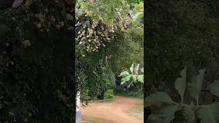 The way #travel #travelvlog #tourism #mysore