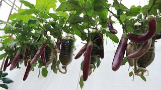 Idea for growing hanging eggplants from recycled plastic cans, big, long and many fruits