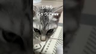 ダンボールトンネルで遊んでたら…子猫のまさかの行動に爆#子猫 #ねこのいる生活 #かくれんぼ