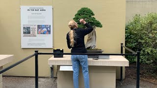 United States of America bonsai exhibition part 12