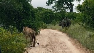 Weak \u0026 Frail Tumbela Male Lion confronted by a Rhino | 5 February 2025