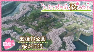 【とっておきの桜めぐり】①五稜郭公園　桜のトンネル「桜が丘通」も