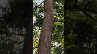 金ヶ作 熊野神社(松戸市金ケ作)の御神木