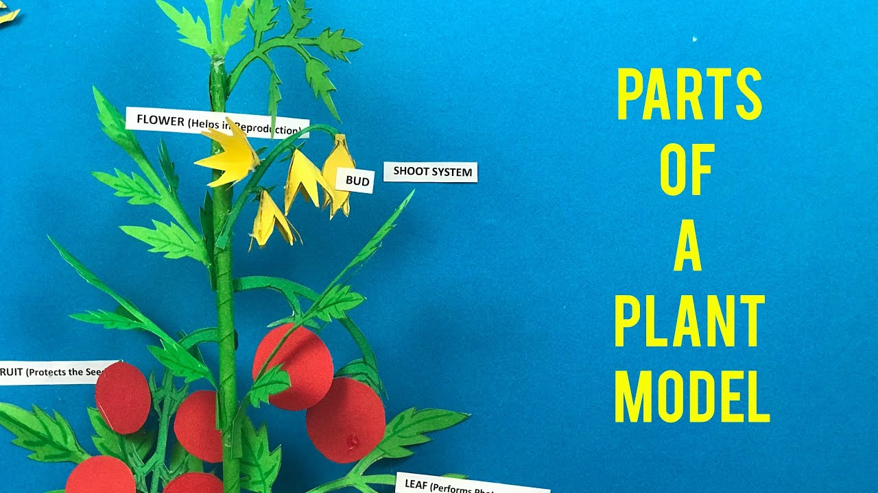 Parts Of A Plant 3d Model For Science Projects Science Exhibition