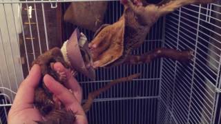 蜜袋鼯之日常-當飛飛遇上小蜜Daily of Sugar Glider-FeiFei met Honey