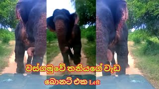 Elephant Chasing Safari Jeep | Wasgamuwa National Park