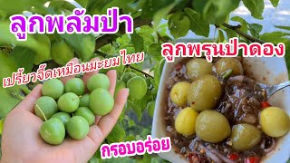 EP.26 เก็บลูกพลัมป่า |เปรี้ยวจี๊ดเหมือนมะยมไทย |ลูกพลัมป่าดองกรอบอร่อยมากๆ |วิธีดองง่ายๆในคลิป