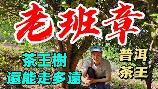 老班章茶王樹的神話還能延續多久？