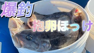 抱卵ホッケ釣り開幕！冬の積丹で爆釣ゴムボート釣り