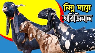 নিম্নদামে অরিজিনাল বিটোল হরিয়ানা সহ বিভিন্ন জাতের ছাগলের সমাহার | Big Goat Farm in Bangladesh