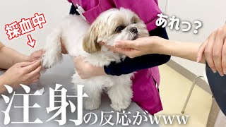 注射を怖がらないシーズー犬と動物病院へ / Shih Tzu went to a veterinary clinic.