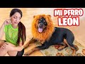 MI PERRO LEÓN! 😱 ABRIENDO REGALOS RAROS 😅 COMPRAS ONLINE Haul Mascotas 🎁 Sandra Cires Art y Karim