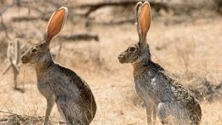 اخيرا لقيت ارنب جبلي مصري  Egyptian wild rabbit