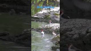 Pretty birds having fun bathing at the river in Hawaii #shorts #birds #bathing