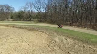 Standardbred pacer training!