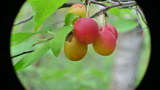 Prunus nigra (Canada Plum)