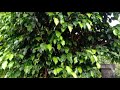 ficus plant review malayalam ficus benjamina