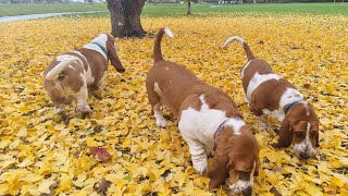 Happy hounds enjoy the park