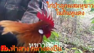 ต่อไก่ป่า (ลูกผสมหูขาว ในถิ่นหูแดง)