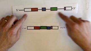 RNA splicing